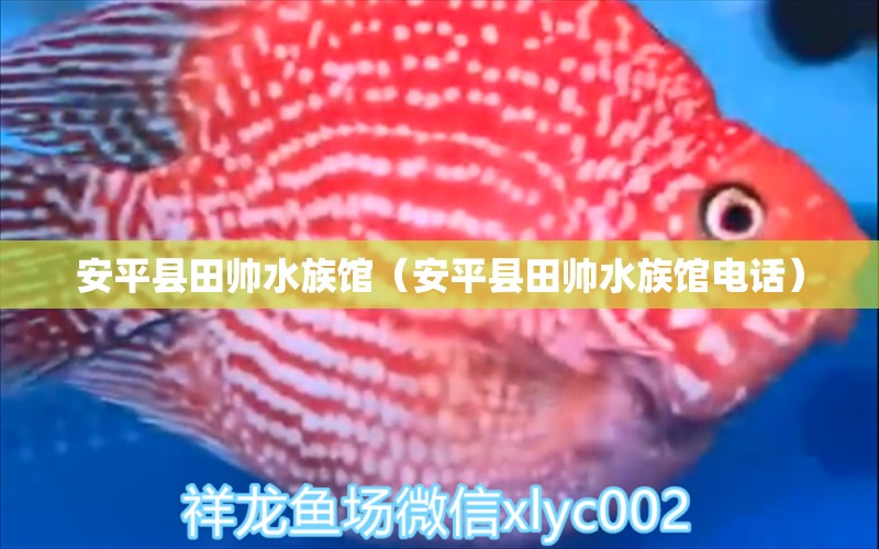 安平县田帅水族馆（安平县田帅水族馆电话） 全国水族馆企业名录