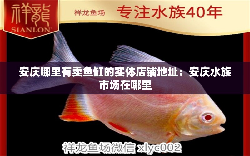 安庆哪里有卖鱼缸的实体店铺地址：安庆水族市场在哪里 广州水族批发市场 第2张