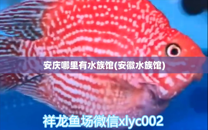 安庆哪里有水族馆(安徽水族馆)