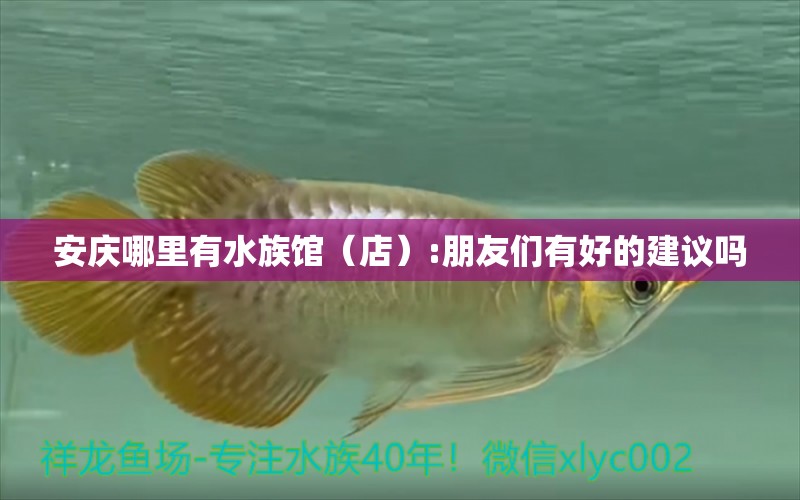 安庆哪里有水族馆（店）:朋友们有好的建议吗