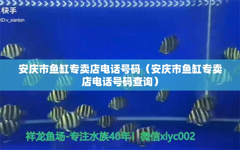 安庆市鱼缸专卖店电话号码（安庆市鱼缸专卖店电话号码查询）