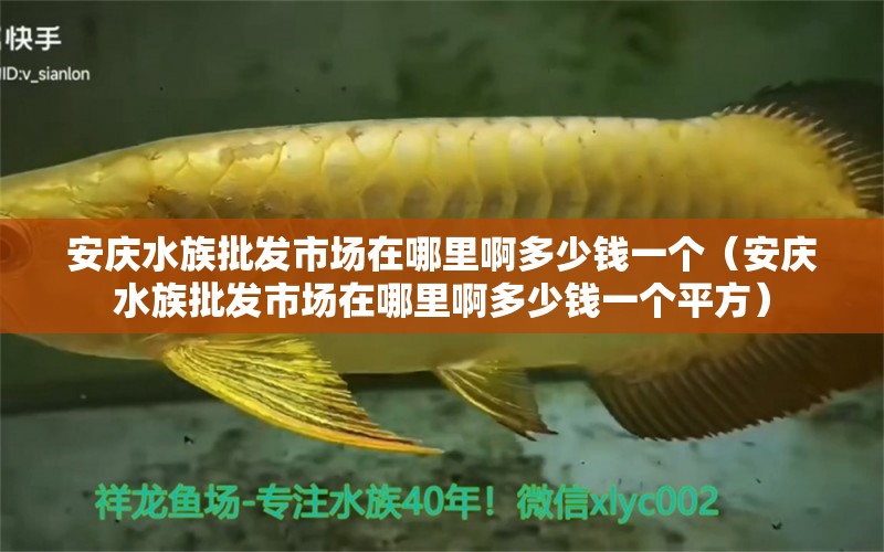 安庆水族批发市场在哪里啊多少钱一个（安庆水族批发市场在哪里啊多少钱一个平方）