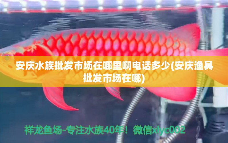 安庆水族批发市场在哪里啊电话多少(安庆渔具批发市场在哪)