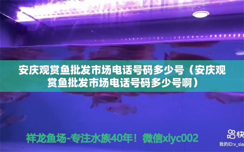 安庆观赏鱼批发市场电话号码多少号（安庆观赏鱼批发市场电话号码多少号啊）