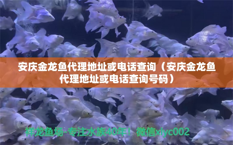 安庆金龙鱼代理地址或电话查询（安庆金龙鱼代理地址或电话查询号码）