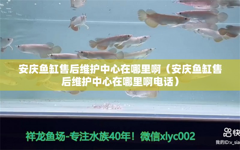 安庆鱼缸售后维护中心在哪里啊（安庆鱼缸售后维护中心在哪里啊电话）