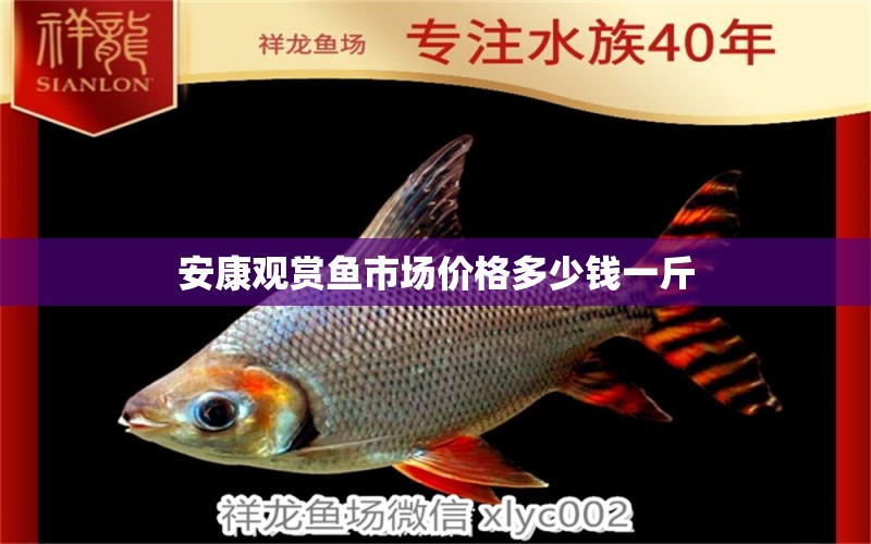 安康观赏鱼市场价格多少钱一斤