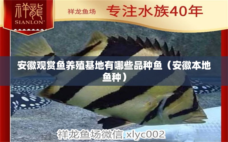 安徽观赏鱼养殖基地有哪些品种鱼（安徽本地鱼种） 广州观赏鱼批发市场