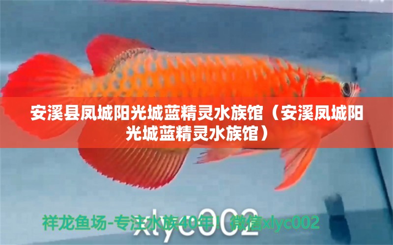 安溪县凤城阳光城蓝精灵水族馆（安溪凤城阳光城蓝精灵水族馆）