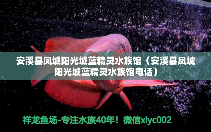 安溪县凤城阳光城蓝精灵水族馆（安溪县凤城阳光城蓝精灵水族馆电话） 全国水族馆企业名录