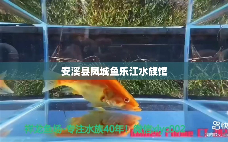 安溪县凤城鱼乐江水族馆 全国水族馆企业名录