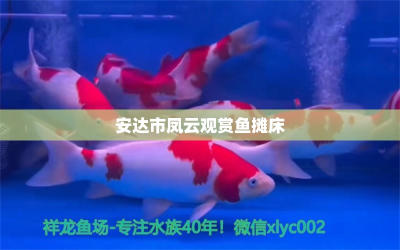 安达市凤云观赏鱼摊床 全国水族馆企业名录