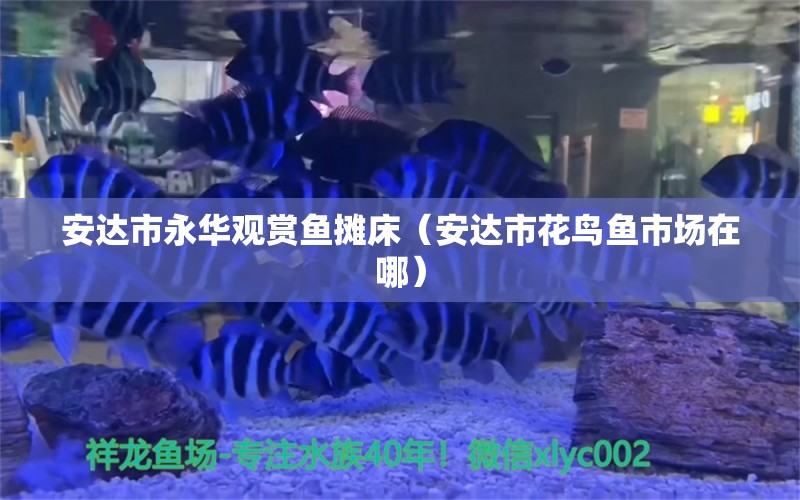 安达市永华观赏鱼摊床（安达市花鸟鱼市场在哪） 全国水族馆企业名录