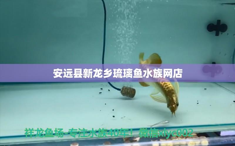 安远县新龙乡琉璃鱼水族网店