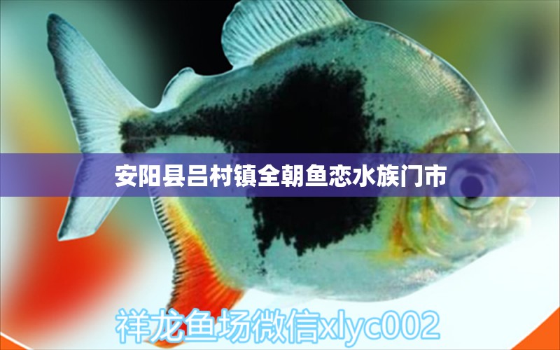 安阳县吕村镇全朝鱼恋水族门市