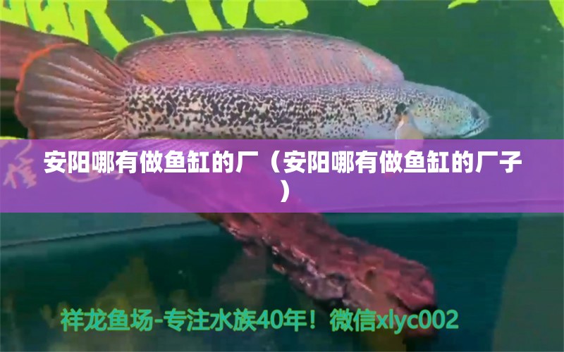 安阳哪有做鱼缸的厂（安阳哪有做鱼缸的厂子）