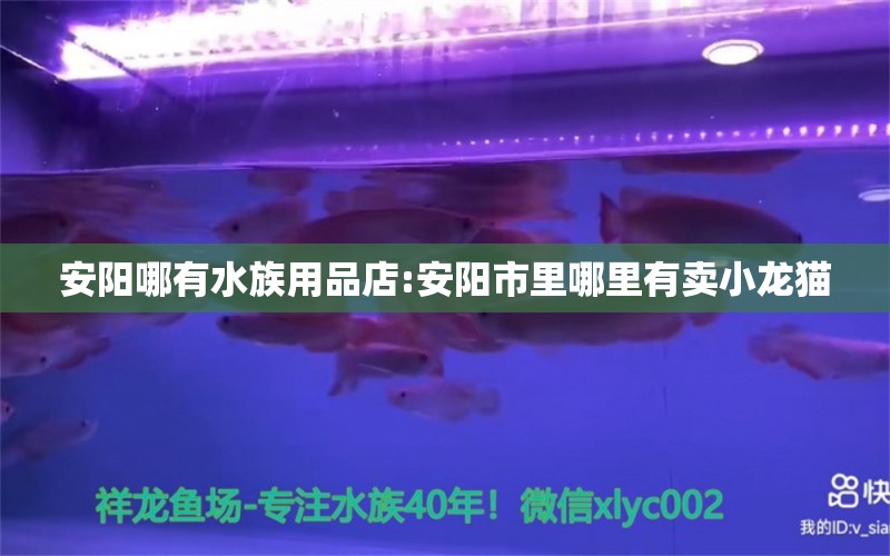 安阳哪有水族用品店:安阳市里哪里有卖小龙猫