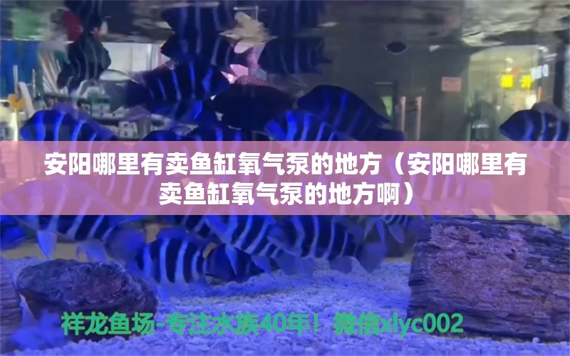 安阳哪里有卖鱼缸氧气泵的地方（安阳哪里有卖鱼缸氧气泵的地方啊）