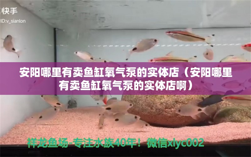 安阳哪里有卖鱼缸氧气泵的实体店（安阳哪里有卖鱼缸氧气泵的实体店啊）