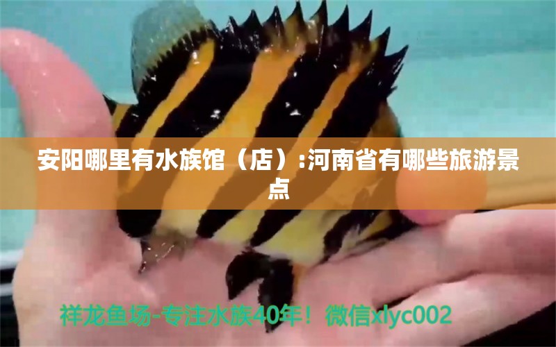 安阳哪里有水族馆（店）:河南省有哪些旅游景点 观赏鱼水族批发市场