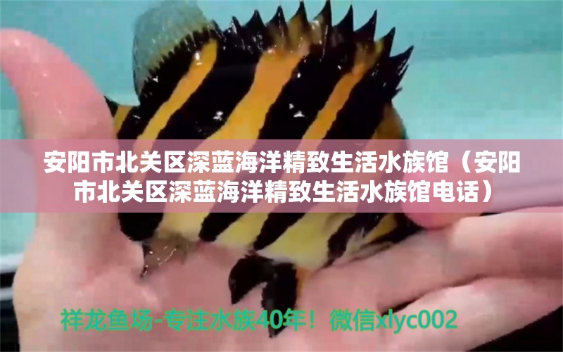 安阳市北关区深蓝海洋精致生活水族馆（安阳市北关区深蓝海洋精致生活水族馆电话）