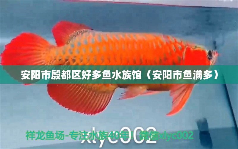 安阳市殷都区好多鱼水族馆（安阳市鱼满多） 全国水族馆企业名录