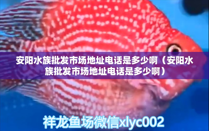 安阳水族批发市场地址电话是多少啊（安阳水族批发市场地址电话是多少啊）