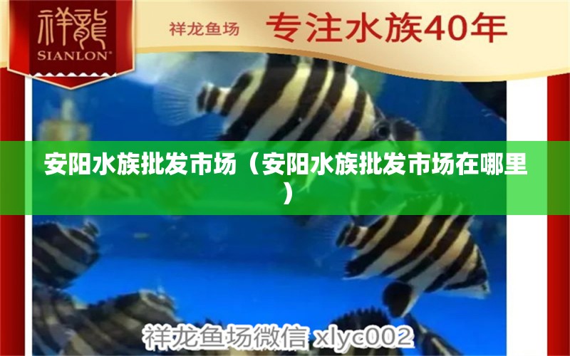 安阳水族批发市场（安阳水族批发市场在哪里）