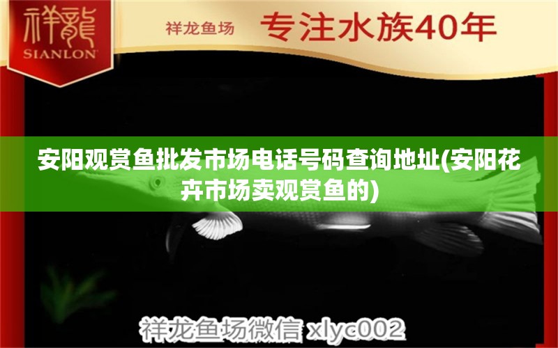 安阳观赏鱼批发市场电话号码查询地址(安阳花卉市场卖观赏鱼的)