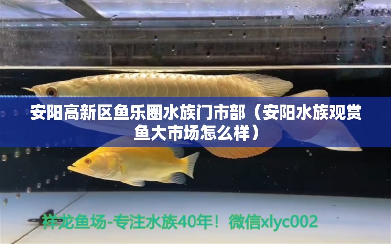 安阳高新区鱼乐圈水族门市部（安阳水族观赏鱼大市场怎么样）