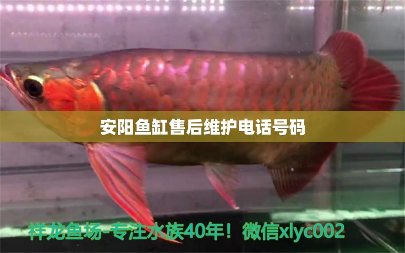 安阳鱼缸售后维护电话号码 其他品牌鱼缸