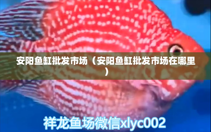 安阳鱼缸批发市场（安阳鱼缸批发市场在哪里） 观赏鱼水族批发市场