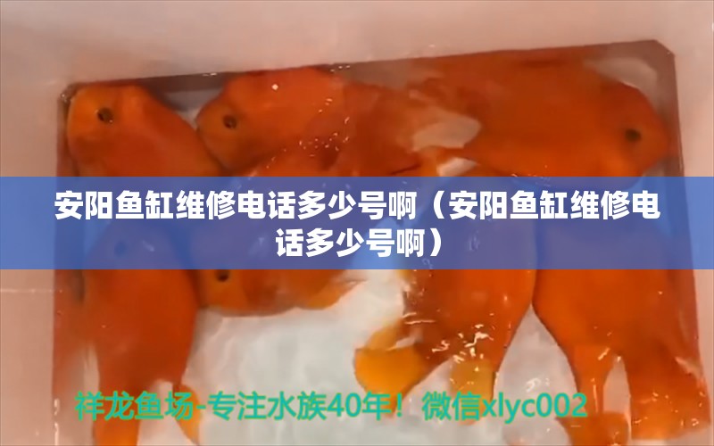 安阳鱼缸维修电话多少号啊（安阳鱼缸维修电话多少号啊） 观赏鱼市场（混养鱼）