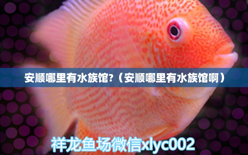 安顺哪里有水族馆?（安顺哪里有水族馆啊） 月光鸭嘴鱼