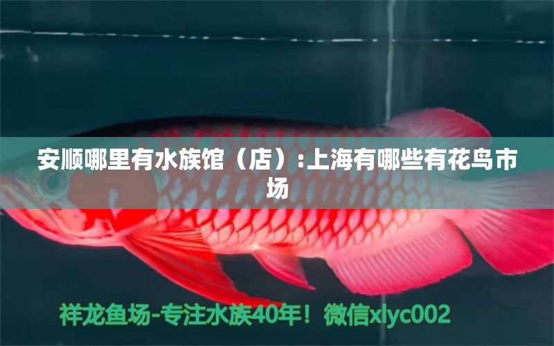 安顺哪里有水族馆（店）:上海有哪些有花鸟市场