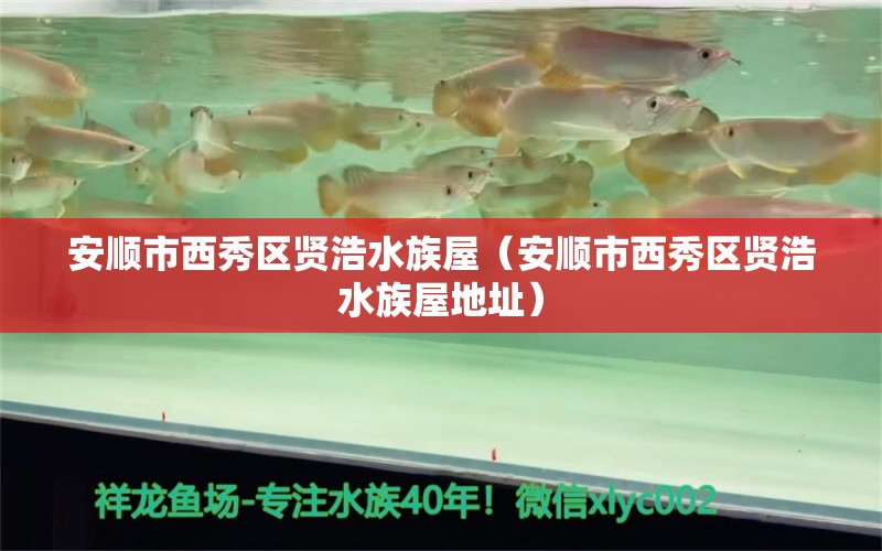 安顺市西秀区贤浩水族屋（安顺市西秀区贤浩水族屋地址）