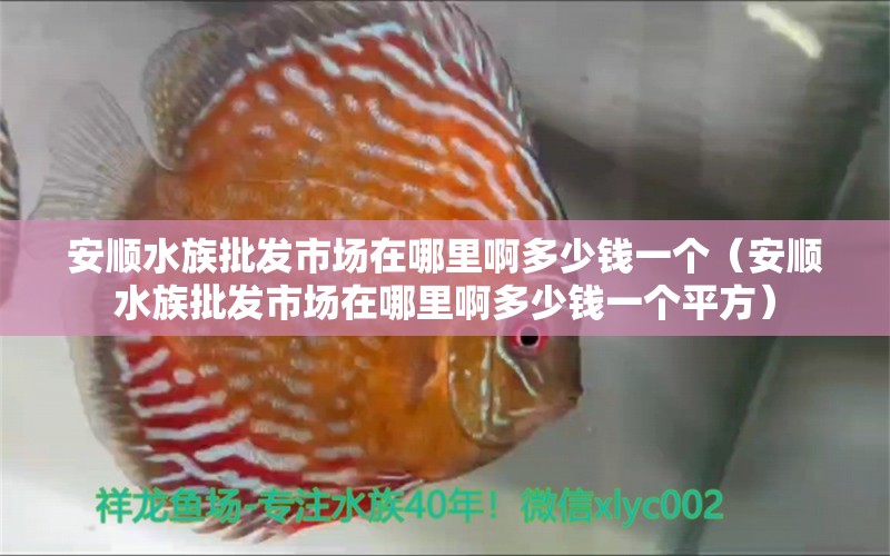 安顺水族批发市场在哪里啊多少钱一个（安顺水族批发市场在哪里啊多少钱一个平方） 观赏鱼水族批发市场 第1张