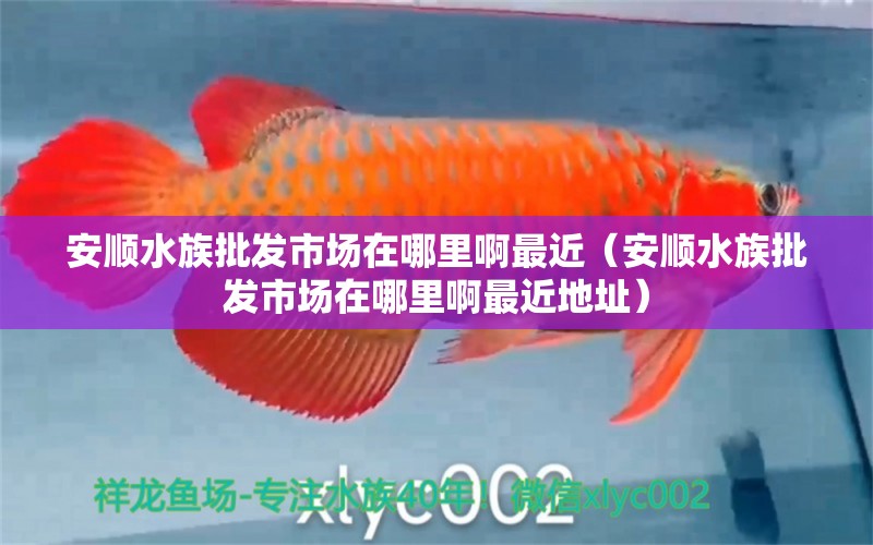 安顺水族批发市场在哪里啊最近（安顺水族批发市场在哪里啊最近地址）