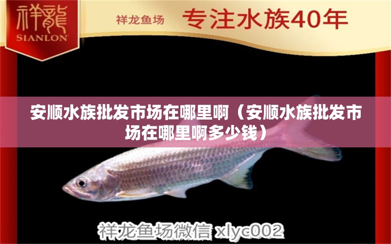 安顺水族批发市场在哪里啊（安顺水族批发市场在哪里啊多少钱）