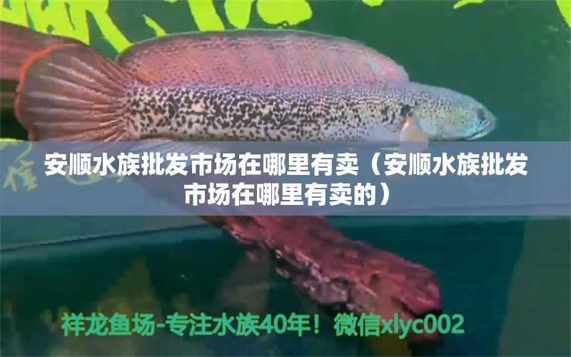 安顺水族批发市场在哪里有卖（安顺水族批发市场在哪里有卖的）