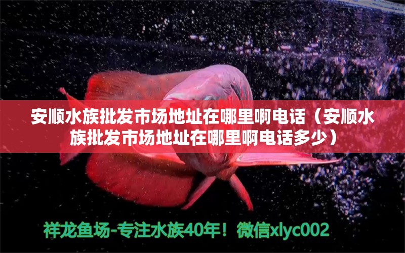 安顺水族批发市场地址在哪里啊电话（安顺水族批发市场地址在哪里啊电话多少）