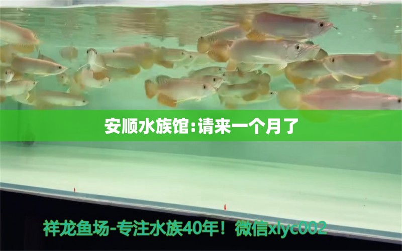 安顺水族馆:请来一个月了 泰国虎鱼