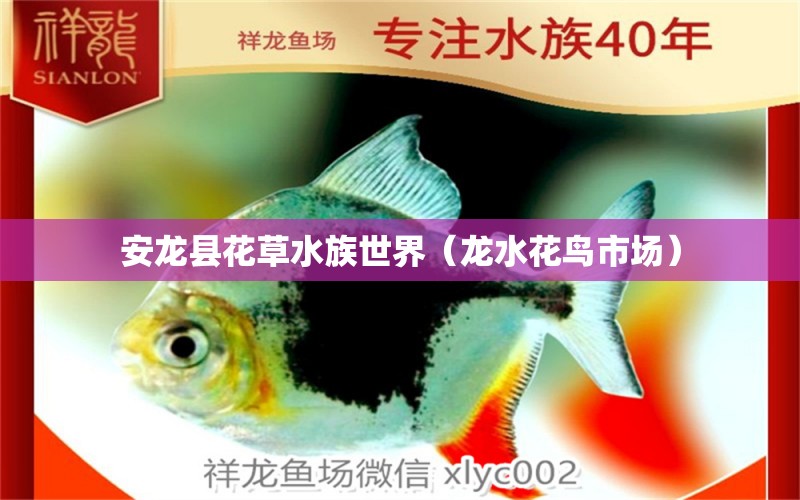 安龙县花草水族世界（龙水花鸟市场） 全国水族馆企业名录