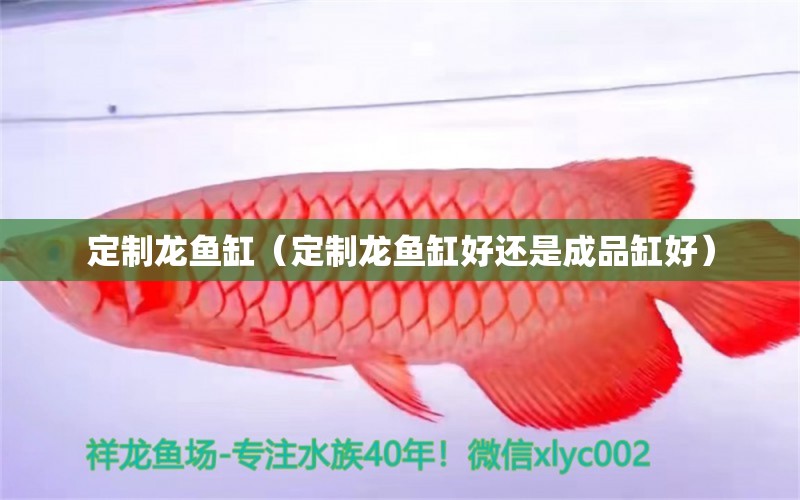 定制龙鱼缸（定制龙鱼缸好还是成品缸好）