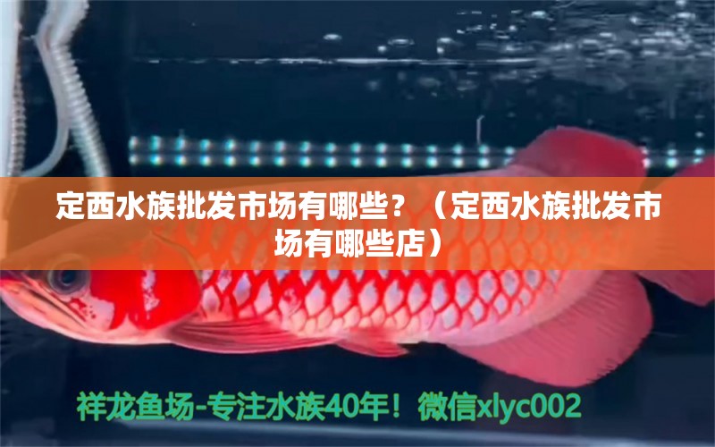 定西水族批发市场有哪些？（定西水族批发市场有哪些店） 观赏鱼水族批发市场 第1张