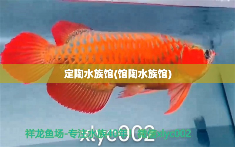 定陶水族馆(馆陶水族馆)