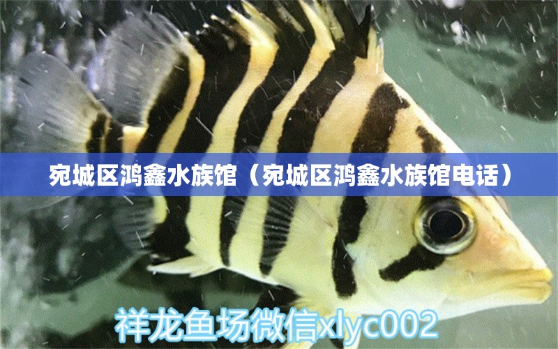 宛城区鸿鑫水族馆（宛城区鸿鑫水族馆电话） 全国水族馆企业名录