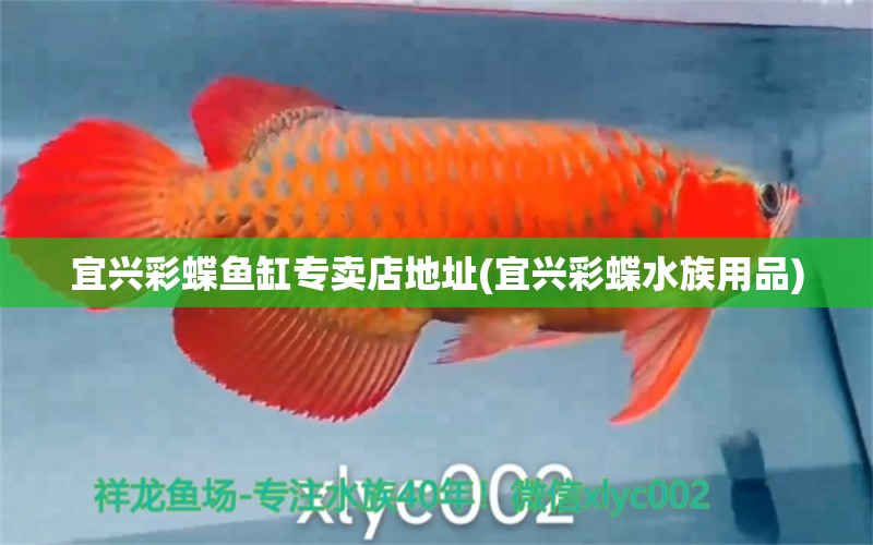 宜兴彩蝶鱼缸专卖店地址(宜兴彩蝶水族用品)