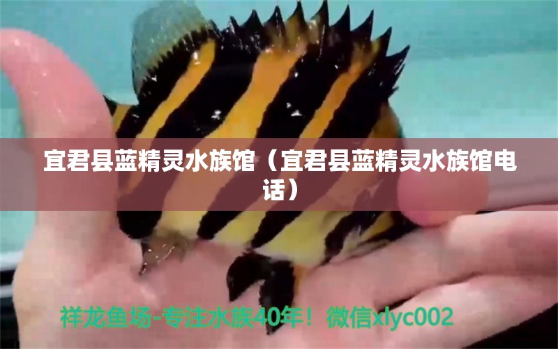 宜君县蓝精灵水族馆（宜君县蓝精灵水族馆电话）