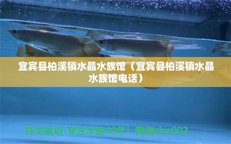 宜宾县柏溪镇水晶水族馆（宜宾县柏溪镇水晶水族馆电话）